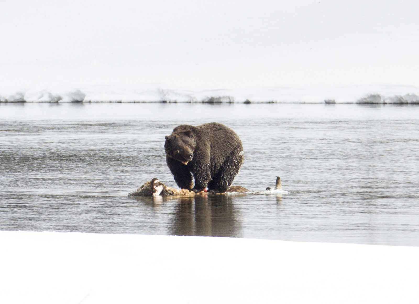 Grizzly bear on bison carcass in Yellowstone River;
